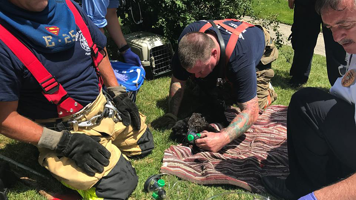 Dozens of Cats Killed, 5 Rescued in West Haven House Fire