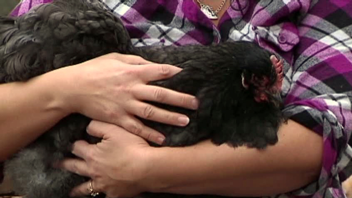 Backyard Poultry Salmonella Outbreak Sickens 9 in CT
