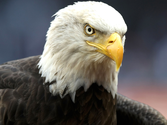 Injured Bald Eagle Found in Suffield