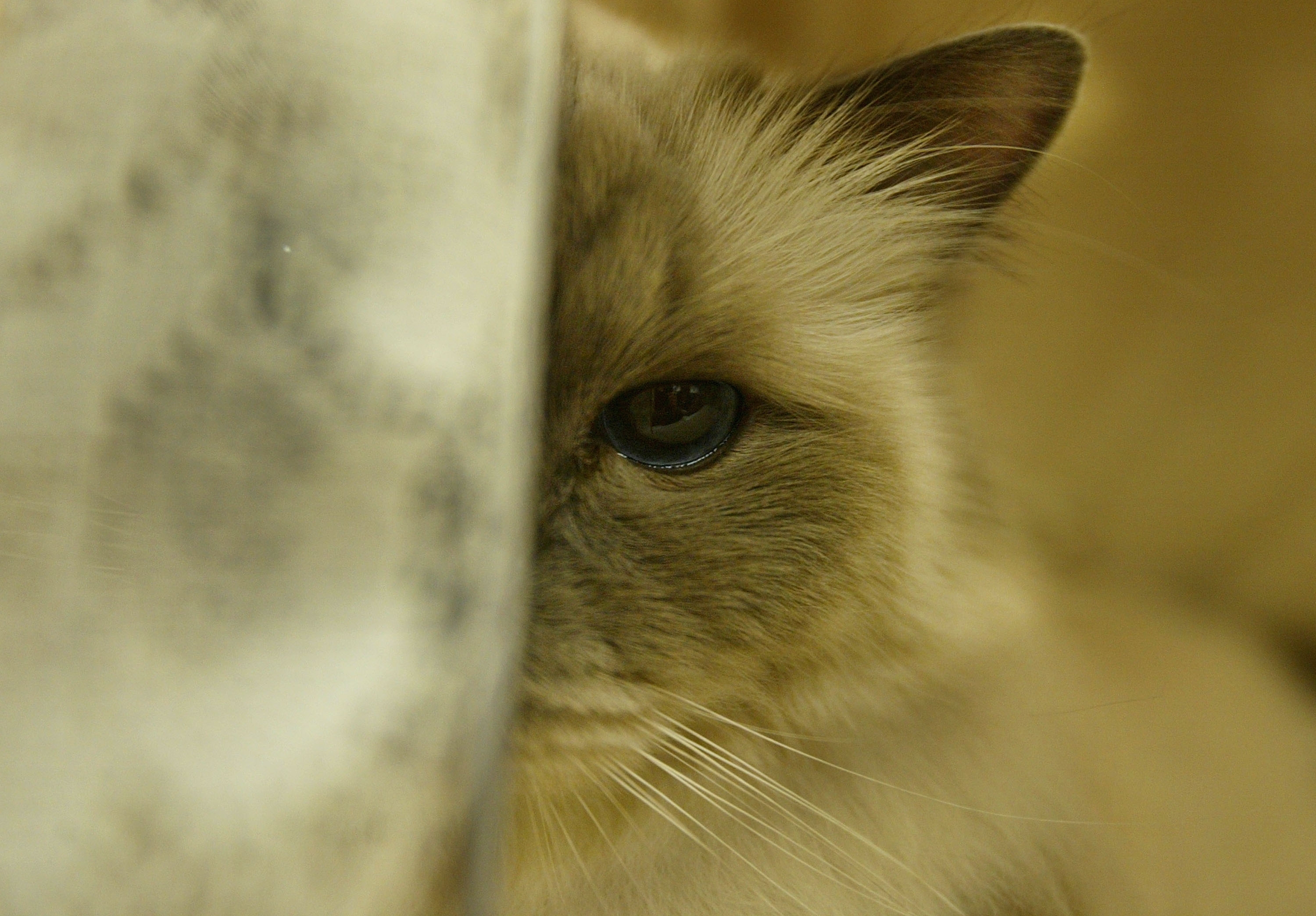 New Warning for People Who May Have Contacted Rabid Kitten