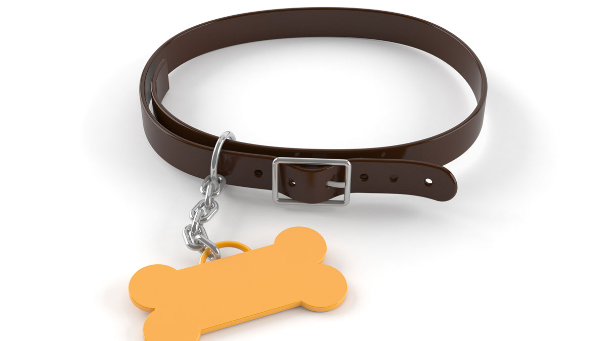 5-Year-Old Seriously Hurt After Dog Attack in Manchester