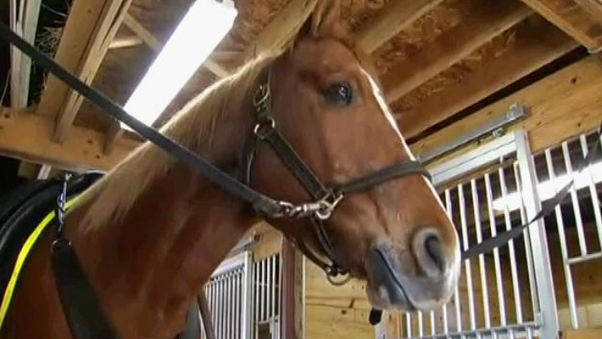 Hartford To Sell PD's Horses for $500: City Council