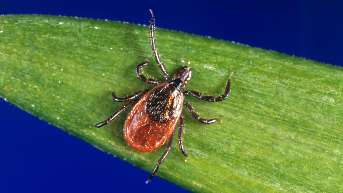 Found a Tick on Yourself? How to Submit it for Testing and Identification
