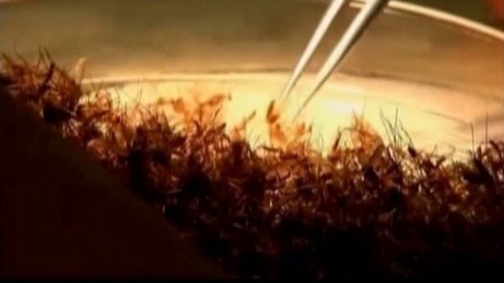 Mosquitoes in Voluntown Test Positive for EEE