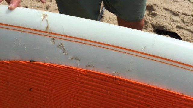 Shark Chomps on Paddleboard, Closing Cape Cod Beach
