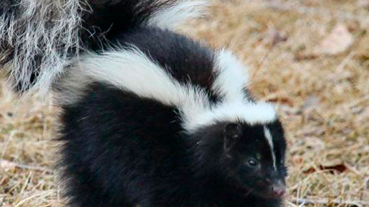 13-Year-Old Boy in Hamden Wakes Up to Skunk in Bed