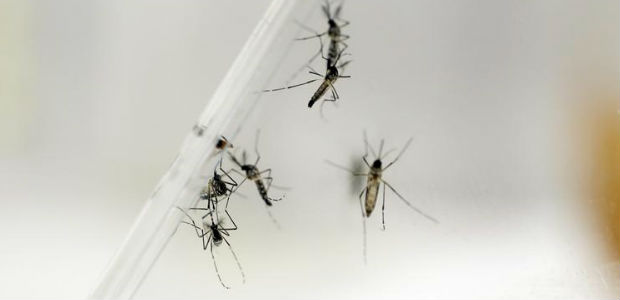 West Nile Virus Found in 19 Connecticut Municipalities