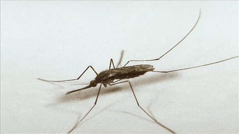 West Nile Virus Found in 15 Connecticut Communities