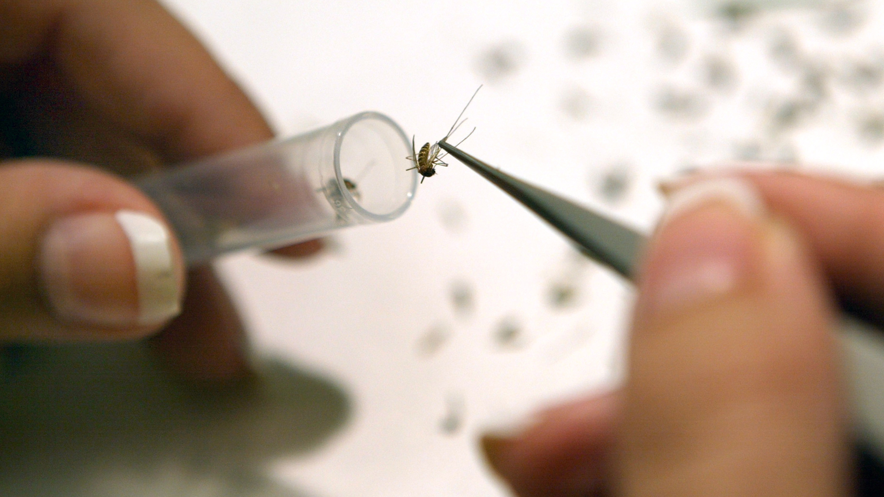 First Human Case of West Nile in Connecticut This Season