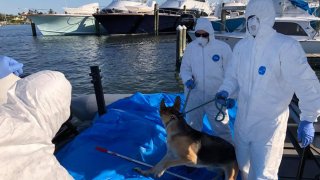 Deputies rescued a German Shepherd named Sassy from a boat after its owner was hospitalized with coronavirus