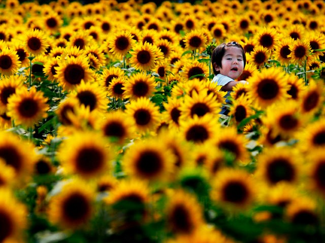 082309 Top News Flowers