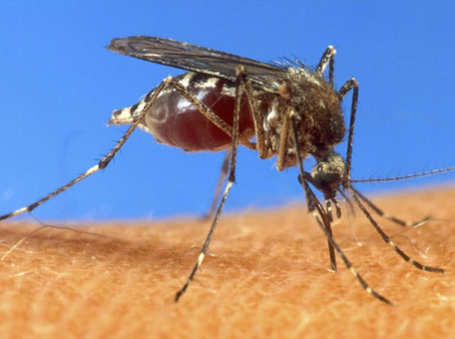 090909 mosquito