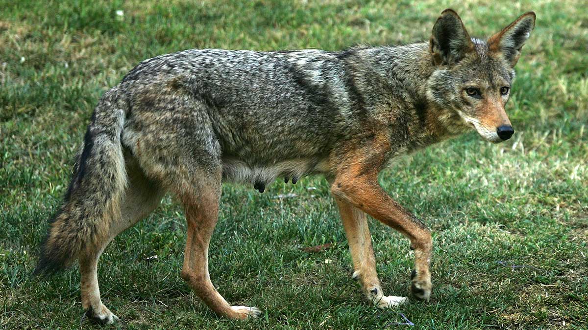 what if a coyote bites a dog