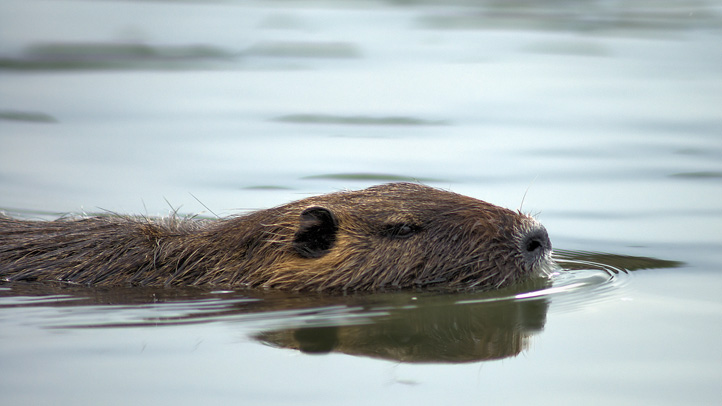 Isaac Dumps Thousands of Nutria on Mississippi Beaches – NBC Connecticut