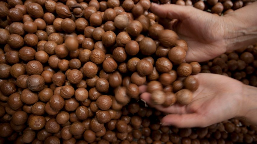 MEXIC0 MACADAMIA
