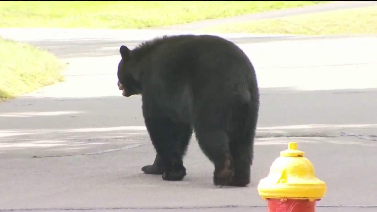 Bear Sightings Becoming More Common In Connecticut Nbc Connecticut 2951