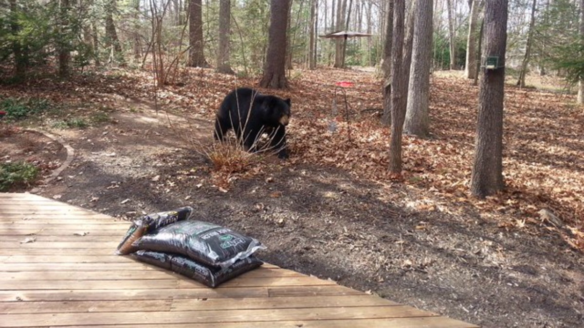 VIDEO: Bear pair plays in Avon woman's front yard