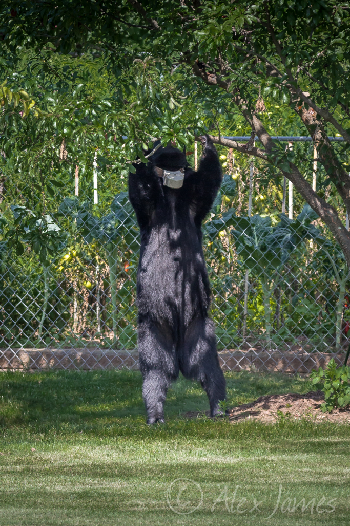 VIDEO: Bear pair plays in Avon woman's front yard