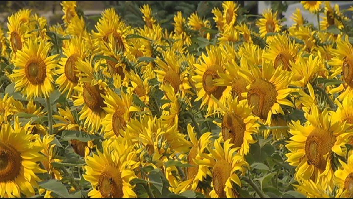 Flower Power Enfield Ct Best Flower Site