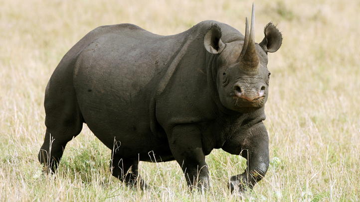 rhino-horn-fiberglass-fake-stolen