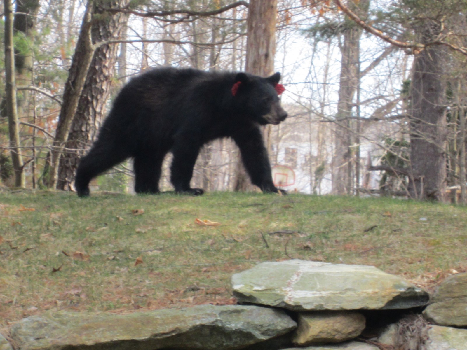 VIDEO: Bear pair plays in Avon woman's front yard