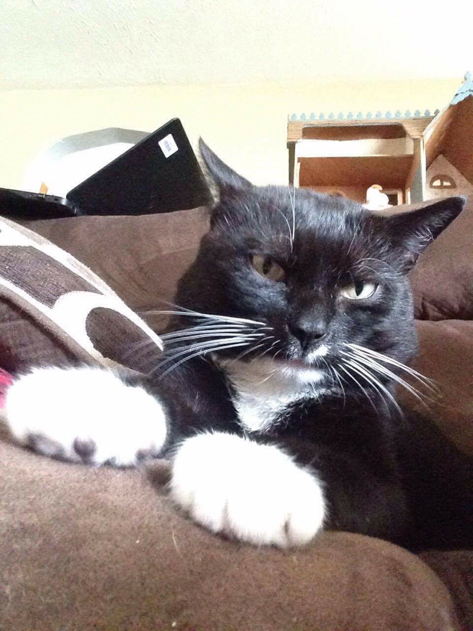 Special Clear The Shelter Pets Nbc Connecticut