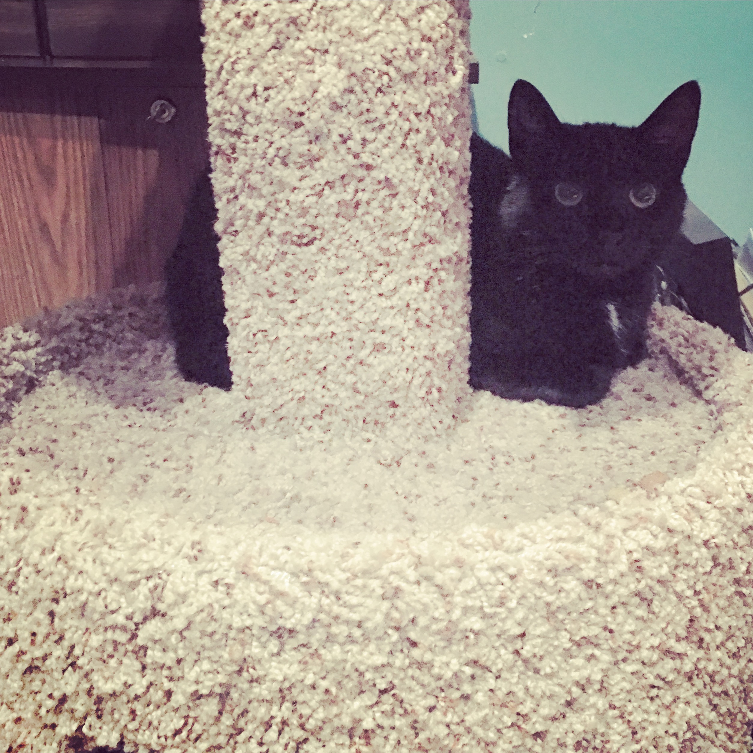 Special Clear The Shelter Pets Nbc Connecticut