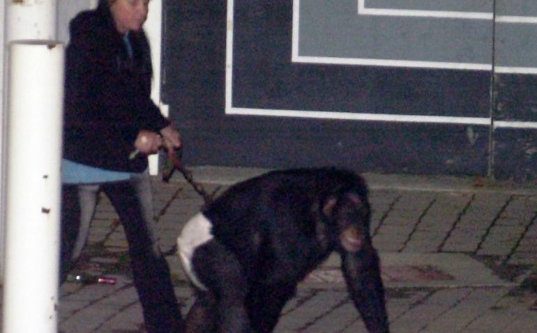 Chimpanzee Attack