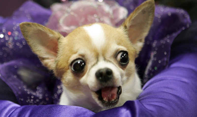 Dog Show
