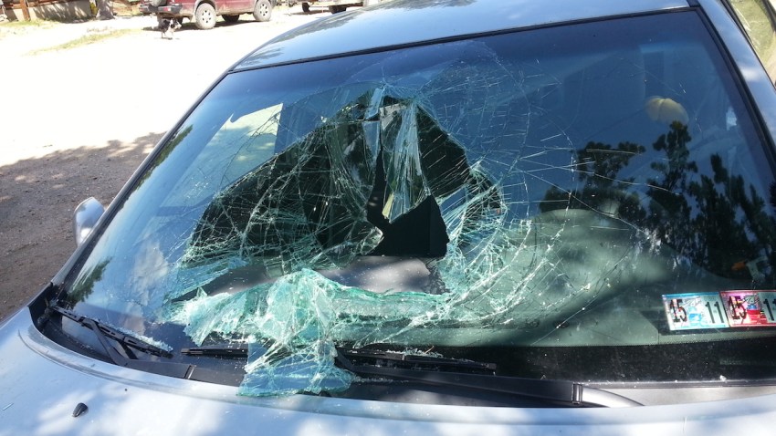 Bear In Car
