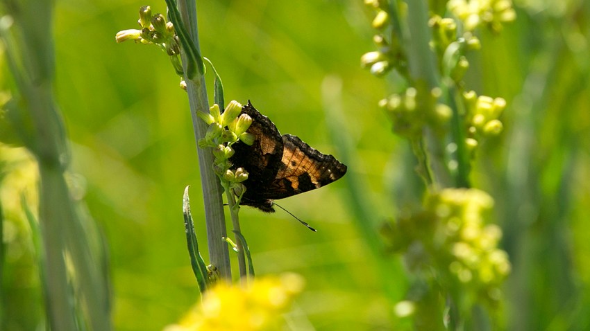 Sierra Mountain Meadow