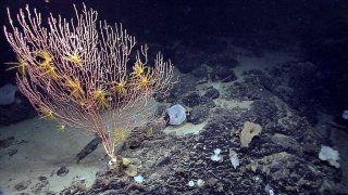 This 2013 file photo released by the National Oceanic and Atmospheric Administration made during the Northeast U.S. Canyons Expedition, shows corals on Mytilus Seamount off the coast of New England in the North Atlantic Ocean.