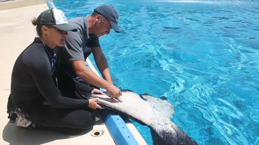 SeaWorld Orca Data