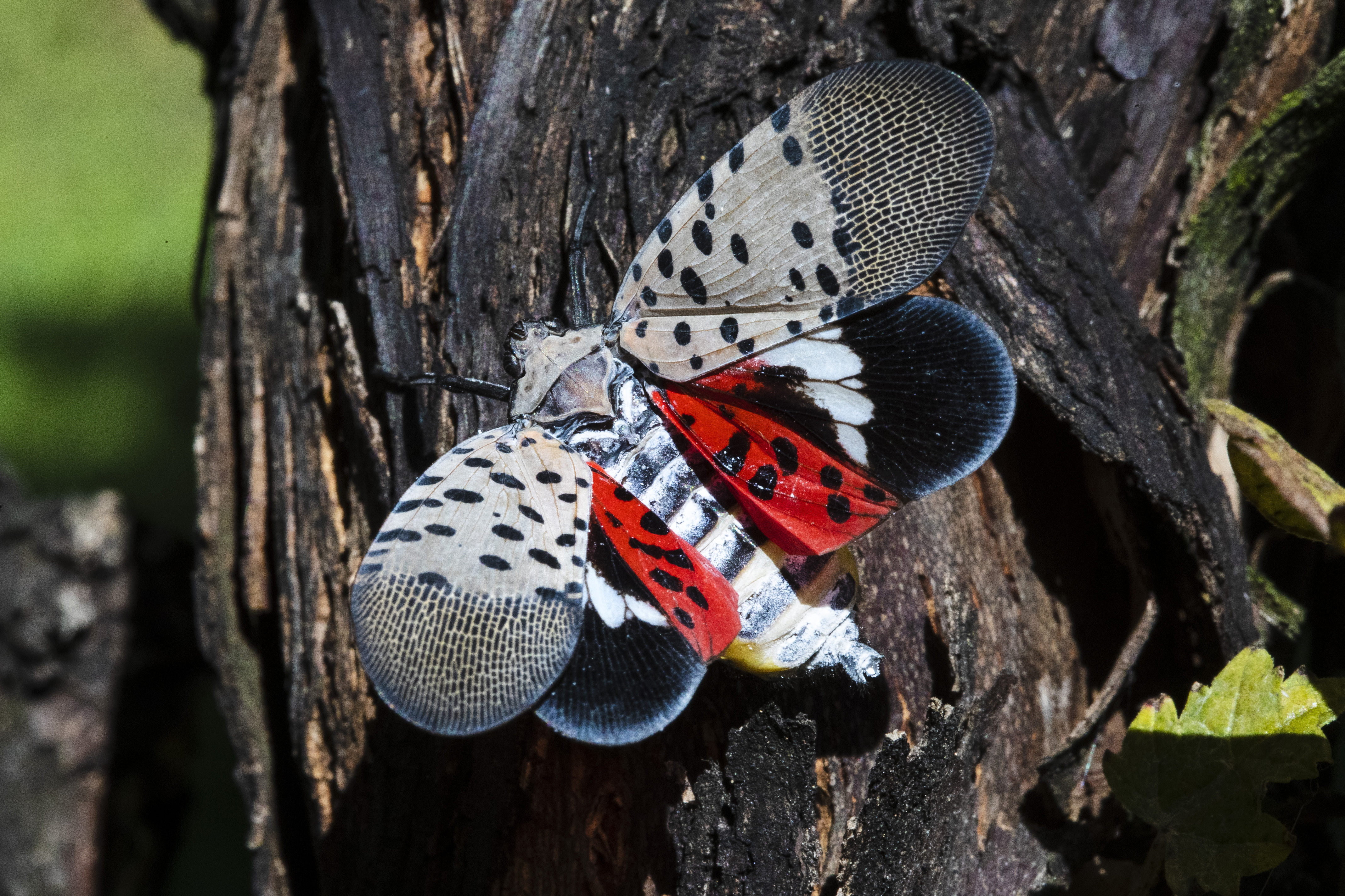 See a Spotted Lanternfly? US Officials Want You to Kill It - Vimarsana News