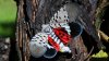 See It? Squash It! States Urge People to Help Fight Spread of Invasive Lanternfly