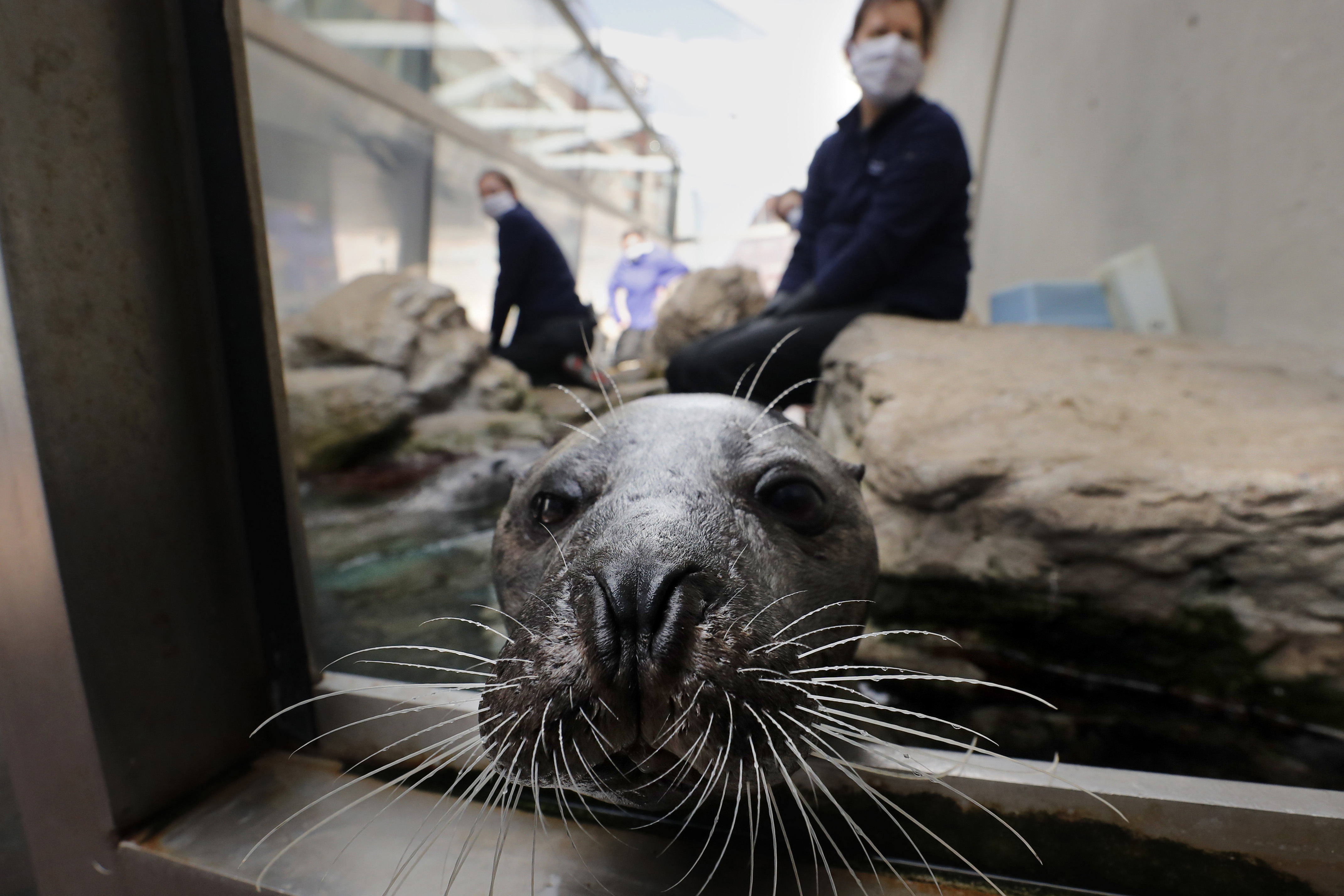 Aquarium Seals Must Be Wondering Who’s That Masked Trainer? NBC