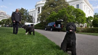 Presidential Dogs