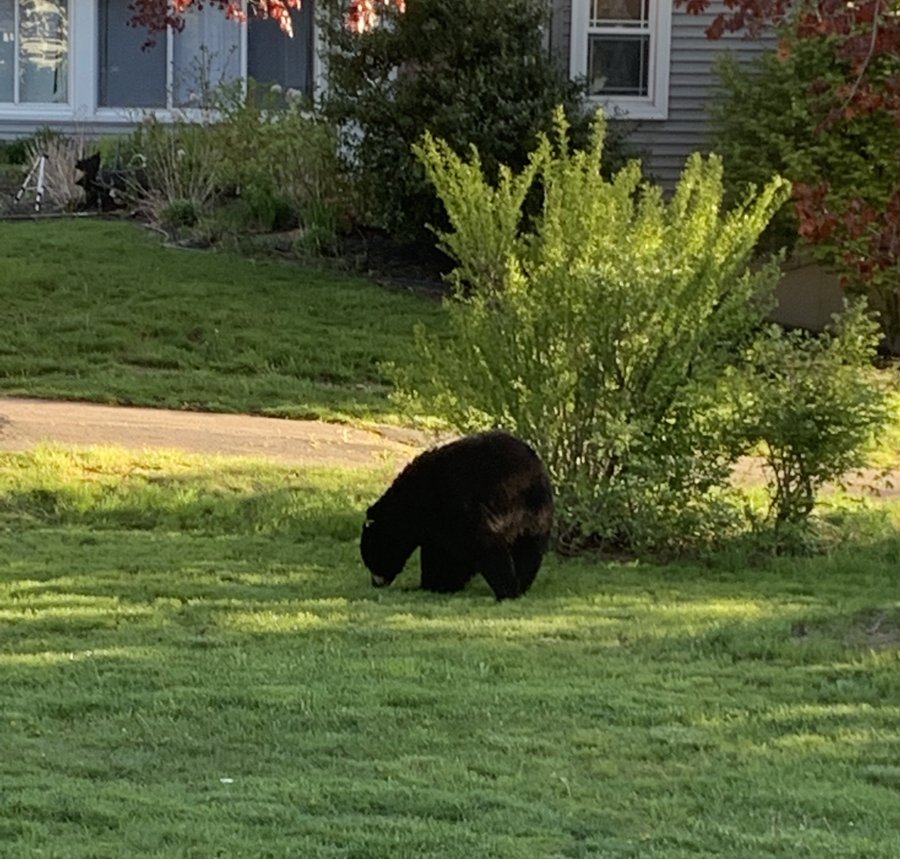 Bear Sightings Ramping Up In Connecticut NBC Connecticut
