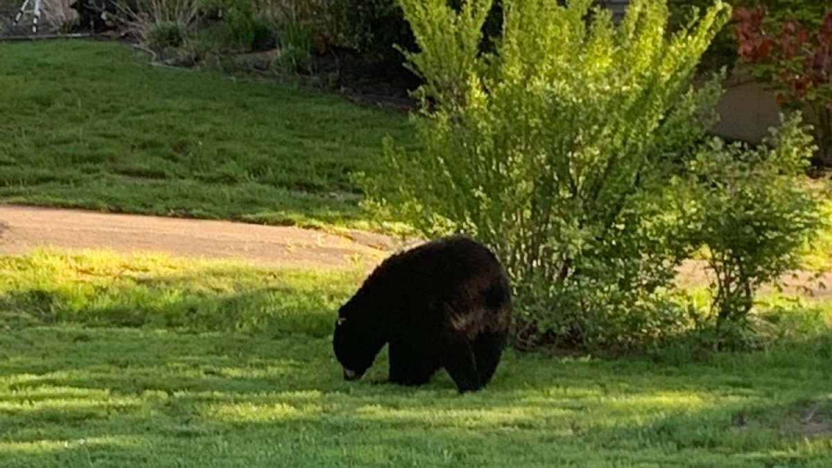 Bear Sightings Ramping Up In Connecticut NBC Connecticut