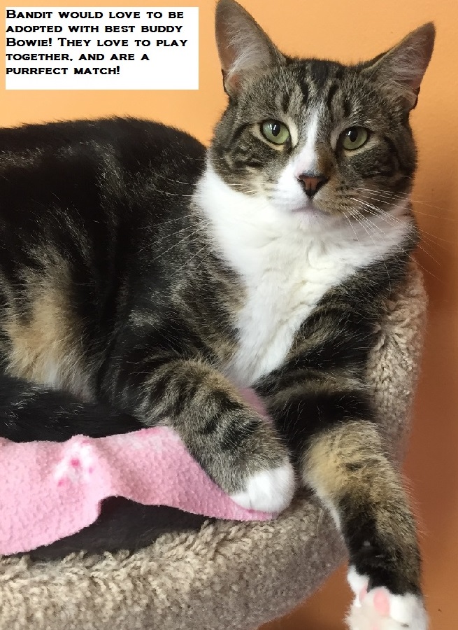 Special Clear The Shelter Pets Nbc Connecticut