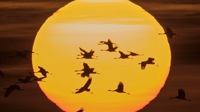 BIRDS_AP_16305691124562