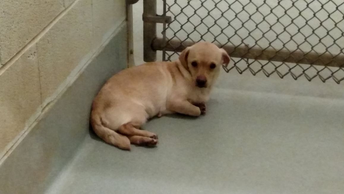 Bridgeport animal hot sale shelter