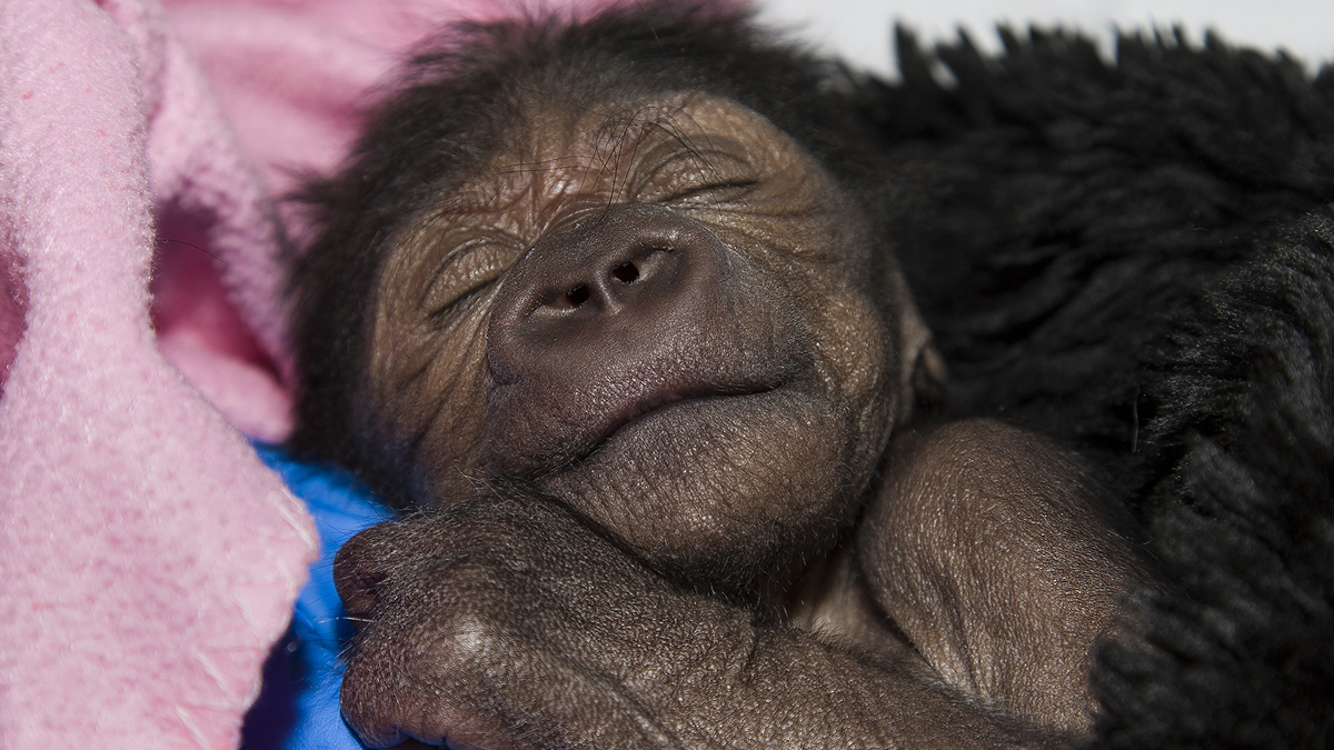  Baby Gorilla  Born Via C Section Treated for Collapsed Lung 