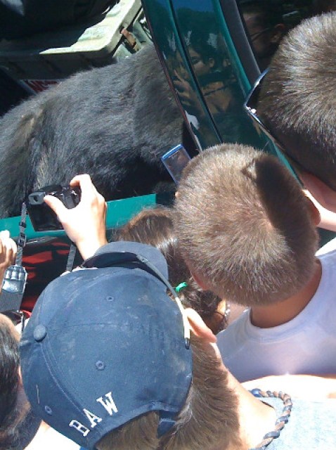 Bear-3