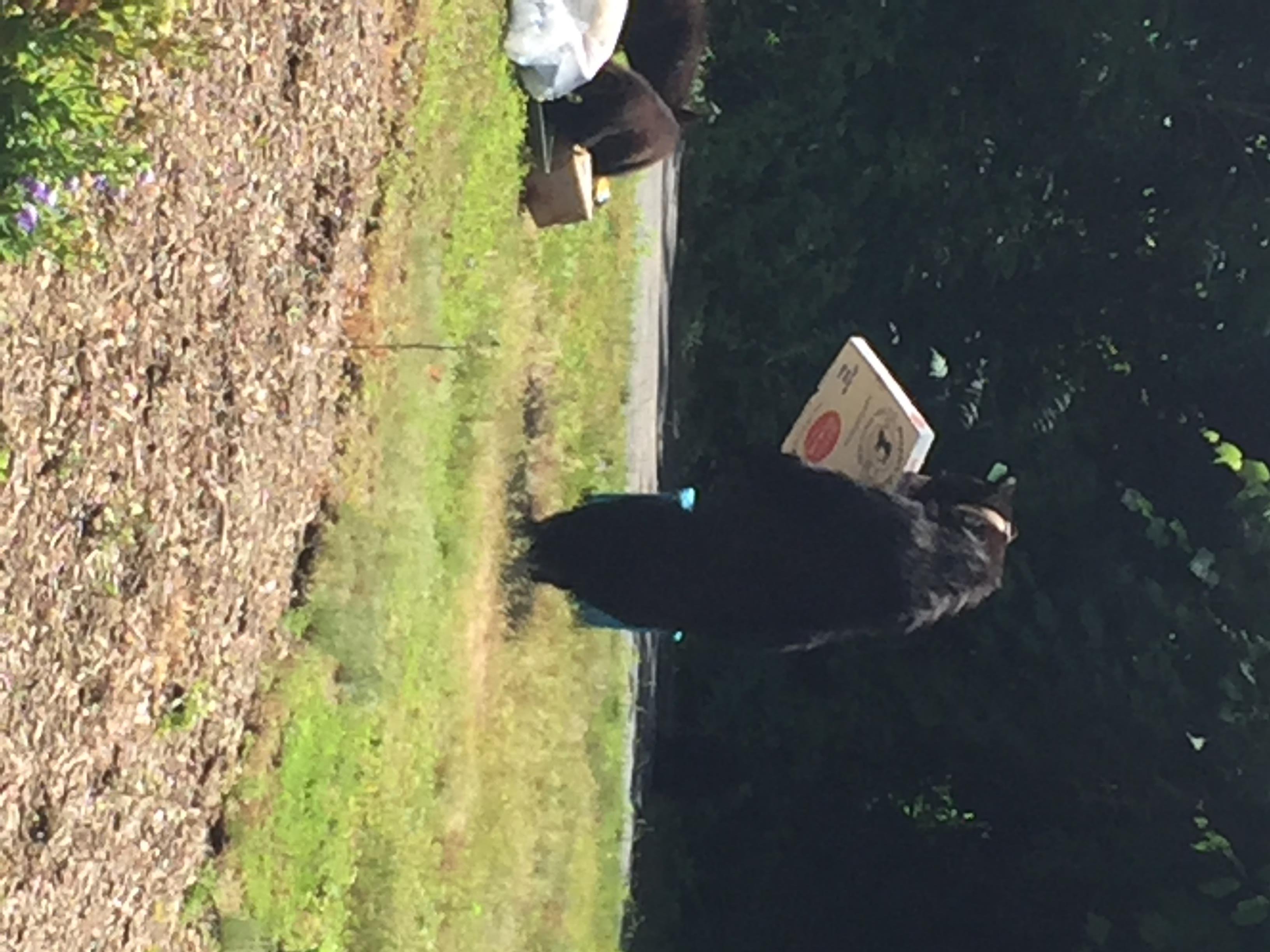 VIDEO: Bear pair plays in Avon woman's front yard