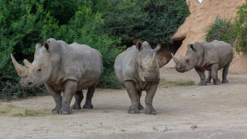 Bebop_endangered white rhino