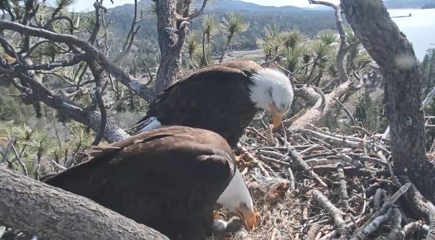 Big Bear Eagle Chickj