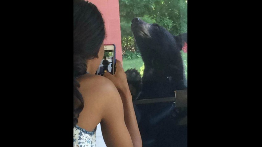 Black Bear 4 1200