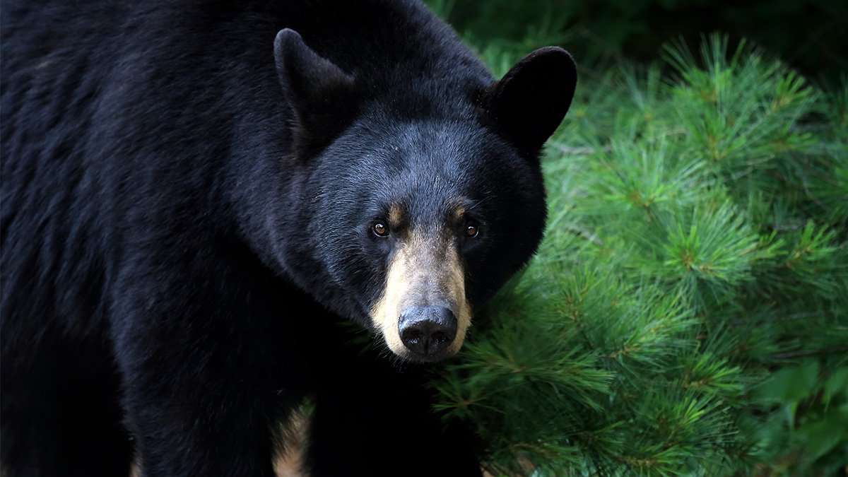 Mama bear and her cub break into home in Canton – NBC Connecticut