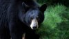 Bear Euthanized After Breaking Into Home in Bloomfield